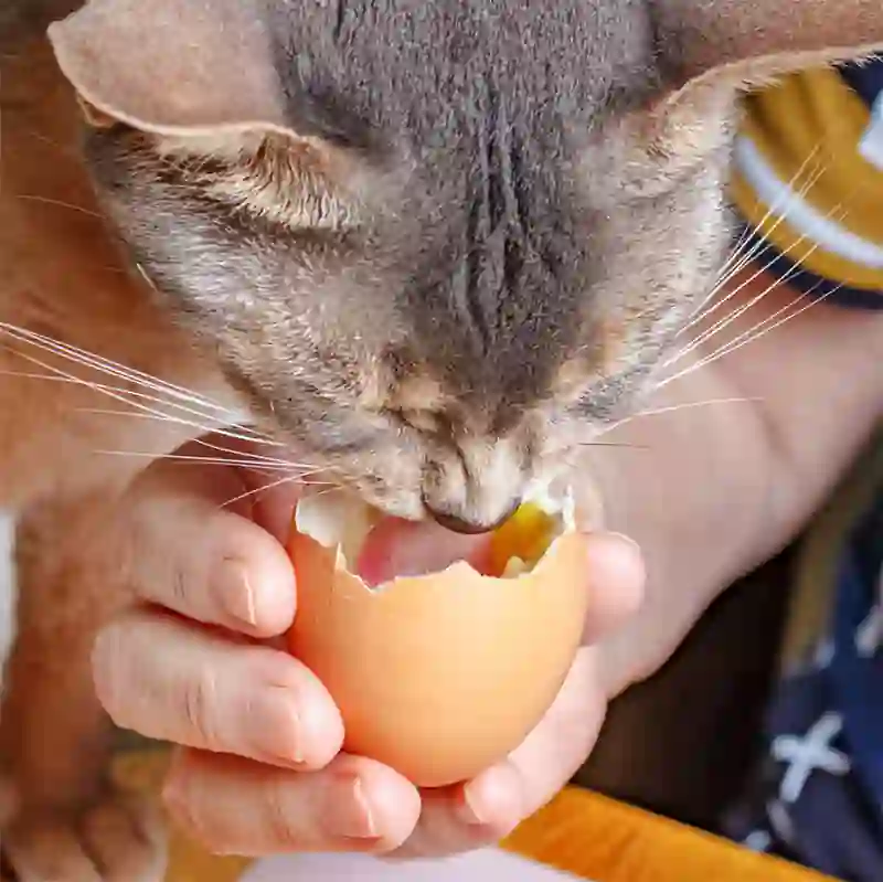 Cat eating Eggs