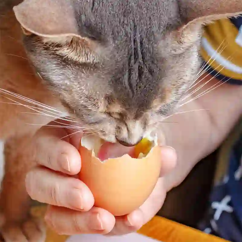 Daily News | Online News Cat eating Eggs