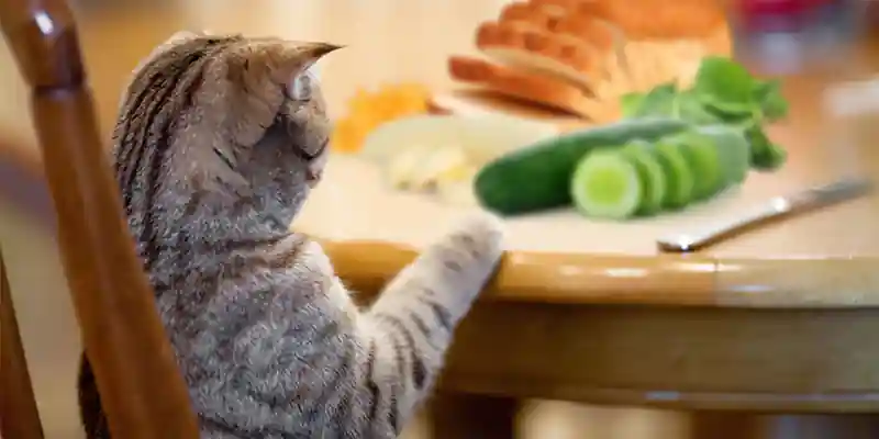 Cats Can Eat Human Foods