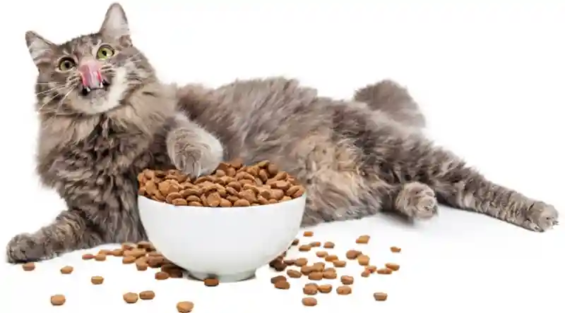 Daily News | Online News Dry Food for Your Cats